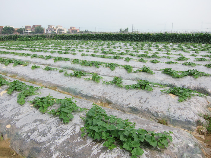 舜泰蔬菜基地
