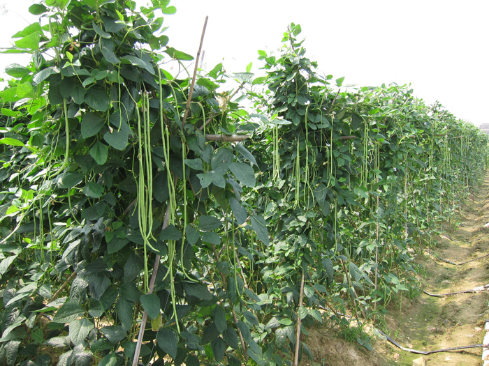 舜泰豆角種植基地
