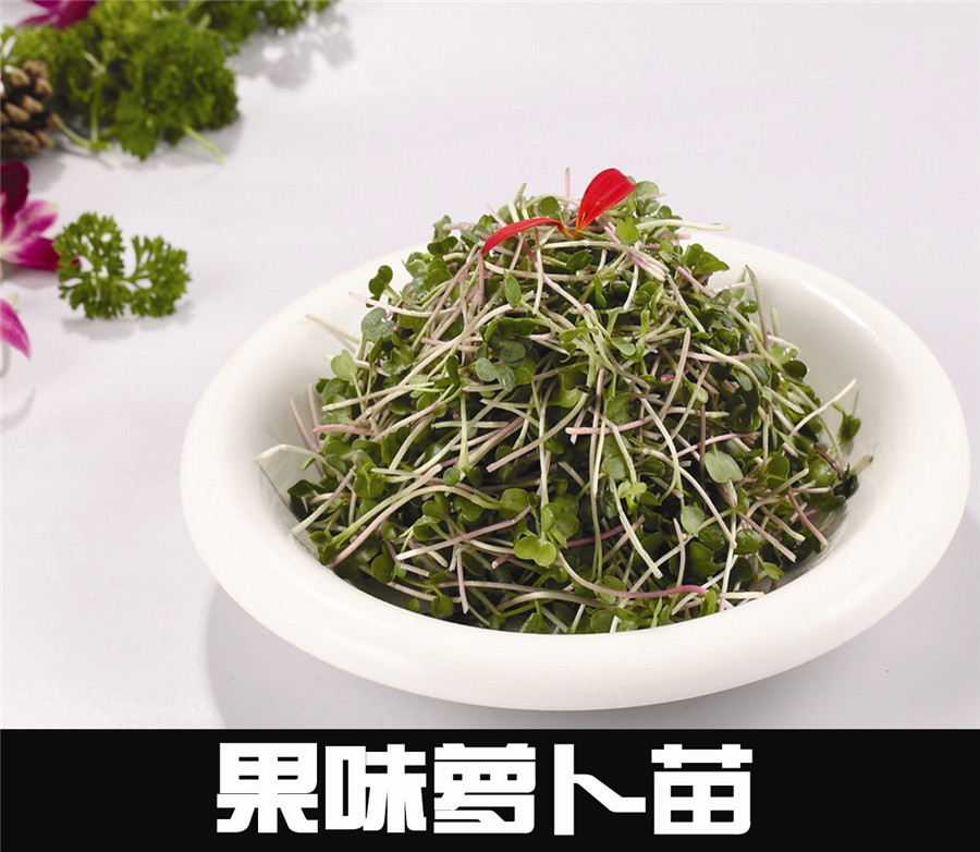 果味蘿卜苗
